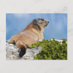Postal Marmota alpina en la roca