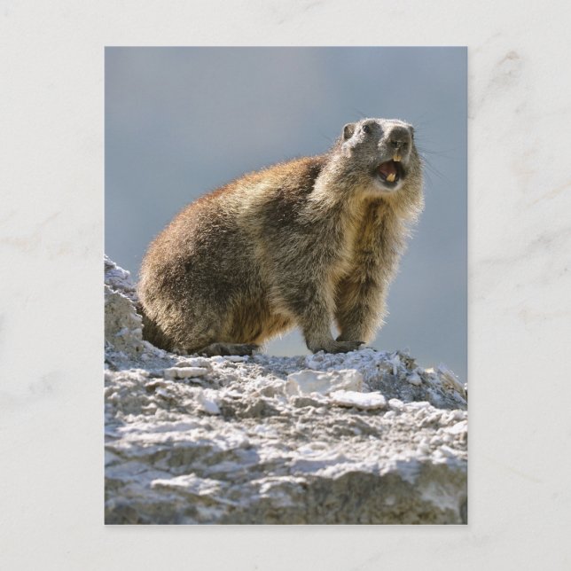 Postal Marmota alpina en roca (Anverso)