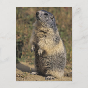 Postal Marmota alpina, marmota del Marmota, situación
