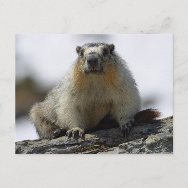 Postal Marmota amarilla (Anverso)
