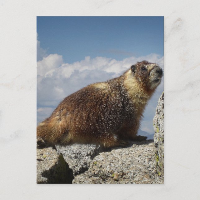 Postal Marmota amarilla menuda en Yosemite (Anverso)