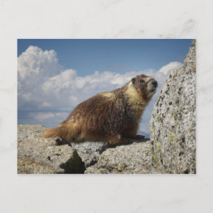 Postal Marmota amarilla menuda en Yosemite