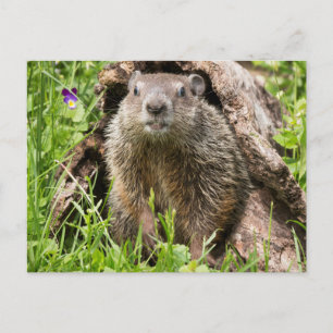 Postal Marmota americana en un tronco hueco