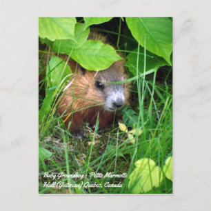 Postal Marmota bebé Pequeña marmota Primavera en Canadá