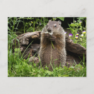 Postal Marmota comiendo una flor