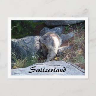 Postal Marmota Cute Suiza — Postcard