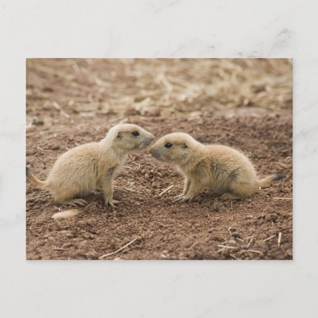 Postal Marmota de la pradera de la cola negra (Anverso)