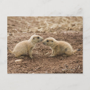 Postal Marmota de la pradera de la cola negra