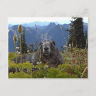 Postal marmota en el paraíso