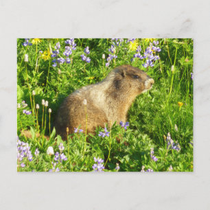 Postal Marmota en flores silvestres del Monte Rainier
