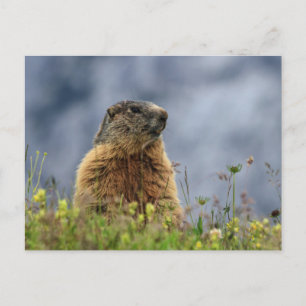 Postal marmota en pradera alpina