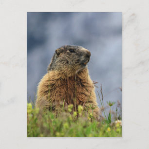 Postal marmota en pradera alpina