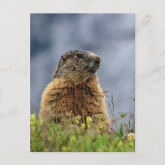 Postal marmota en pradera alpina