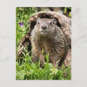 Postal Marmota en un tronco hueco
