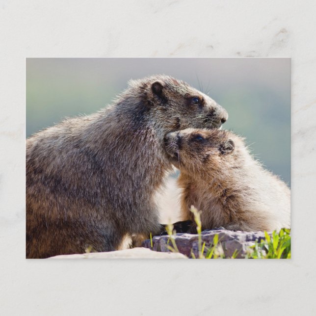 Postal Marmota Madre con Bebé (Anverso)