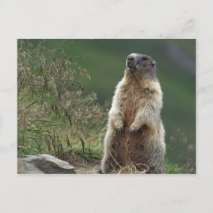 Postal Marmota marmota