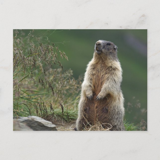 Postal Marmota marmota (Anverso)