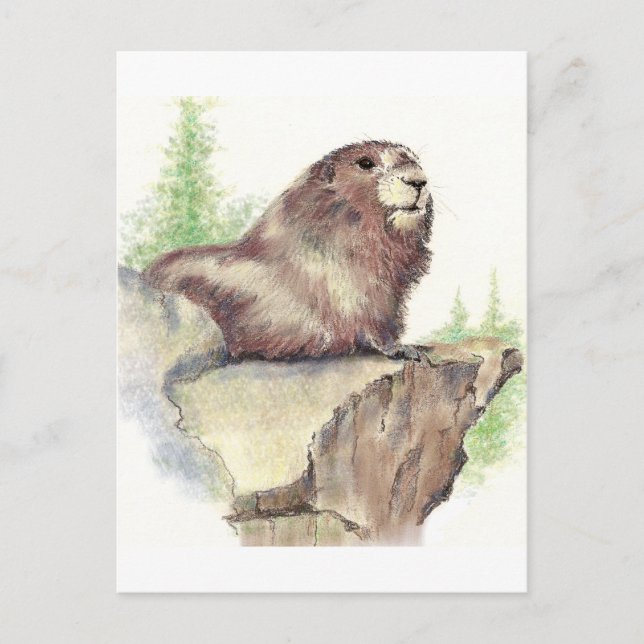 Postal Marmota, naturaleza animal, acuarela de vida silve (Anverso)