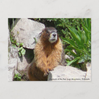 Postal Marmotas de las montañas de San Juan, Co...