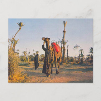 Postal Marrakech vintage, camellos