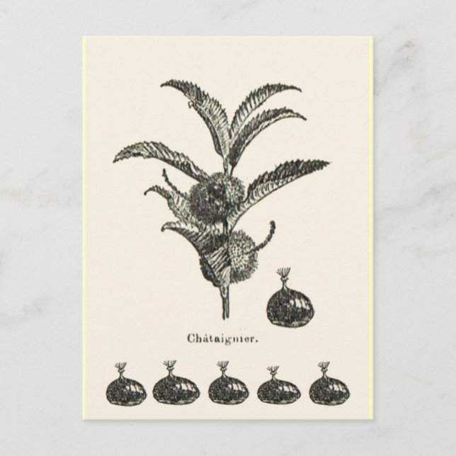 Postal Marrón claro (Anverso)