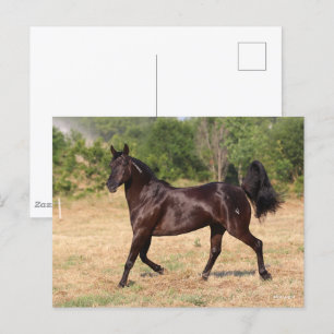 Postal Marrón oscuro español Mustang Mare caminando