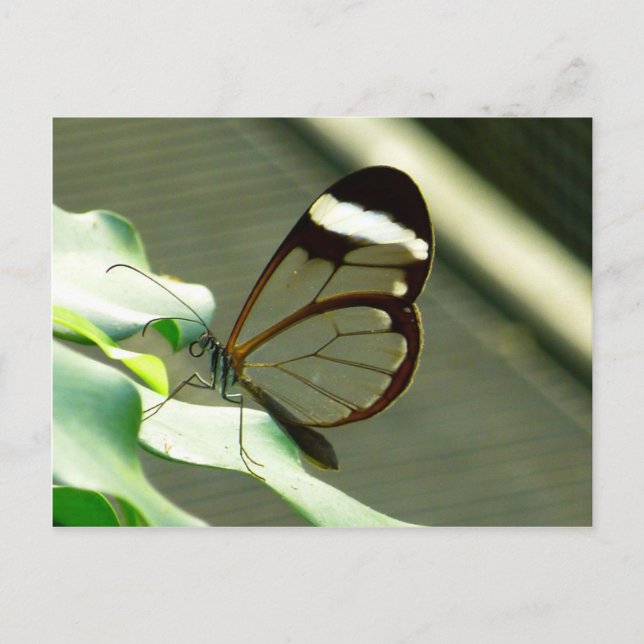 Postal Marrón sorprendente y mariposa translúcida (Anverso)