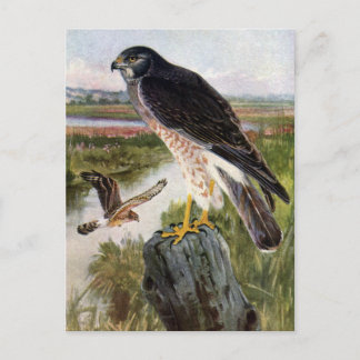 Postal Marsh Hawk
