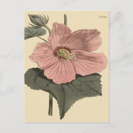 Postal Marsh Hibiscus Ilustracion Botánico