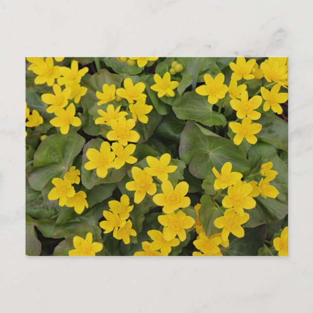 Postal Marsh Marigold en florecimiento (Anverso)