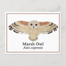 Marsh Owl de acuarela científica