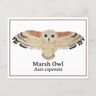 Postal Marsh Owl de acuarela científica