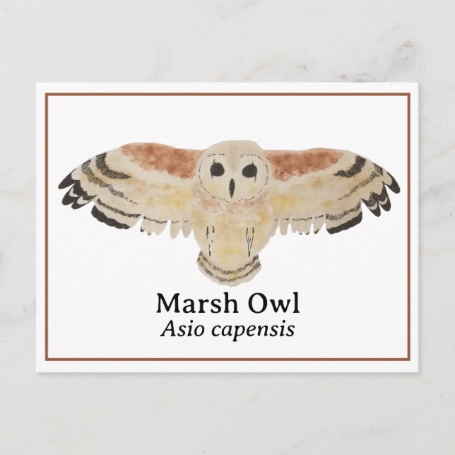 Postal Marsh Owl de acuarela científica (Anverso)