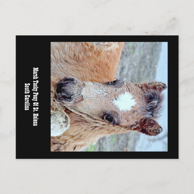 Postal Marsh Tacky Horse Postcard (Anverso)