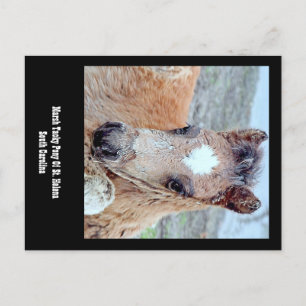 Postal Marsh Tacky Horse Postcard