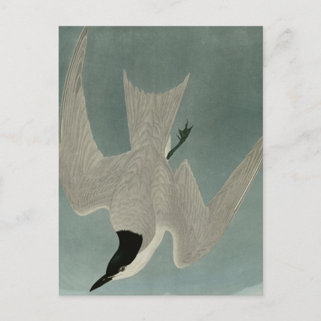 Postal Marsh Tern (Anverso)