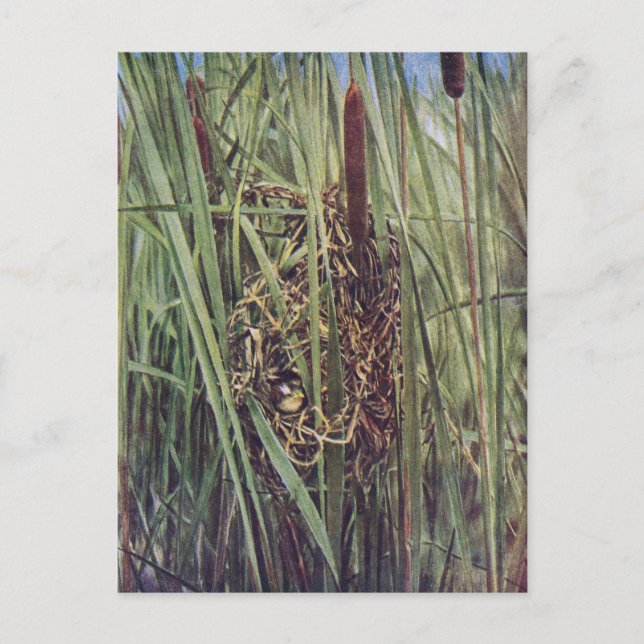 Postal Marsh Wren Nest en Cattails (Anverso)