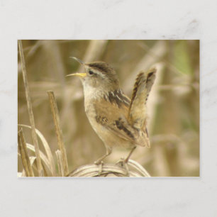 Postal Marsh Wren Postcard