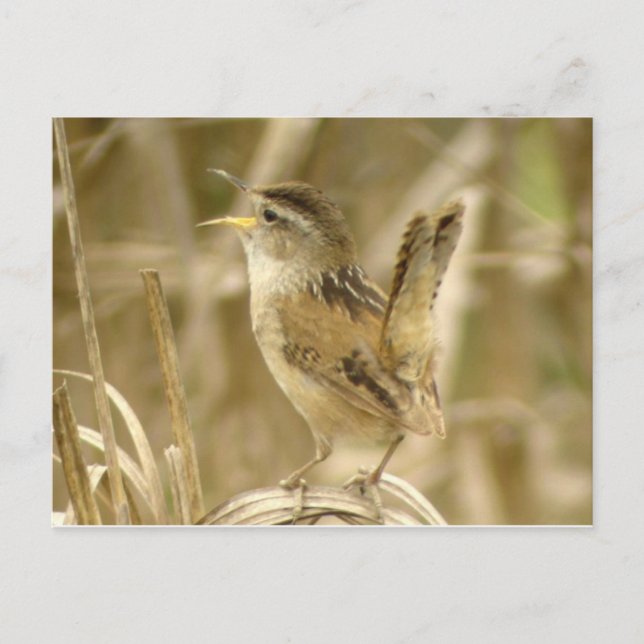 Postal Marsh Wren Postcard (Anverso)
