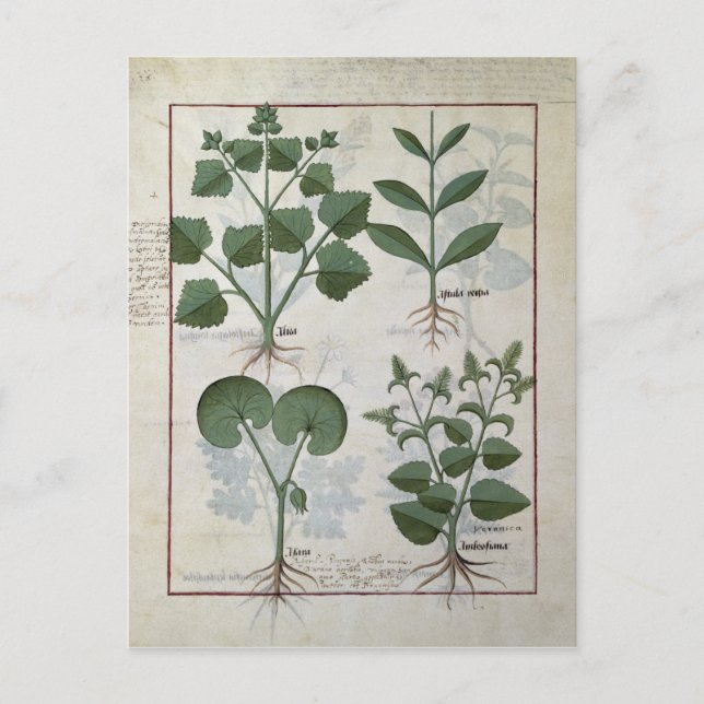 Postal Marshmallow & Hastula Regia Asarabacca & (Anverso)