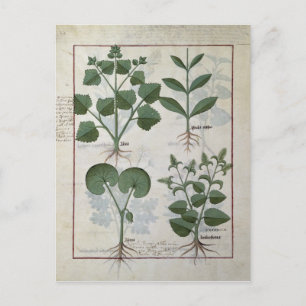 Postal Marshmallow & Hastula Regia Asarabacca &