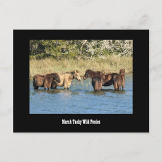 Postal Marshy Tacky Ponies Postcard