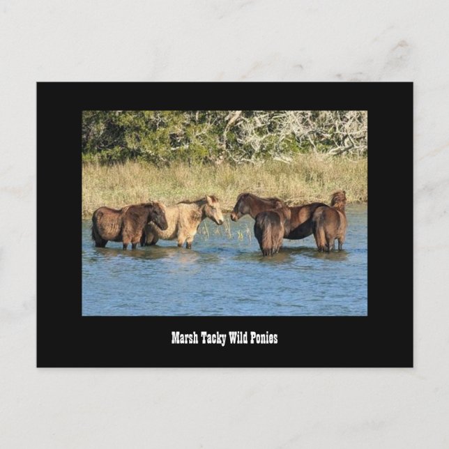 Postal Marshy Tacky Ponies Postcard (Anverso)