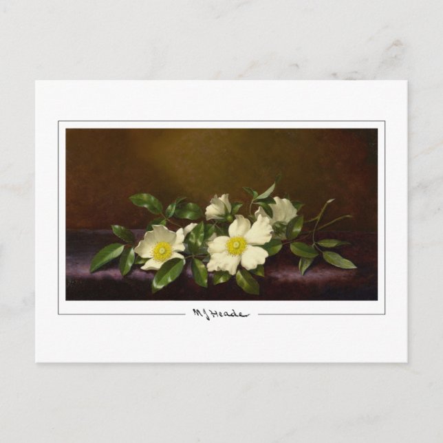 Postal Martin Johnson Heade #52 - Postcard Bella Artes (Anverso)