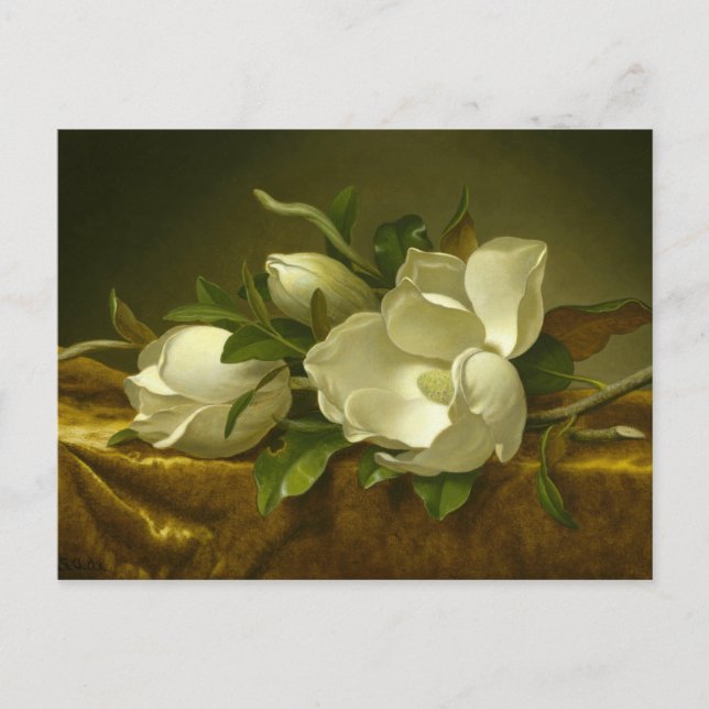 Postal Martin Johnson Heade - Magnolias sobre Velvet de O (Anverso)