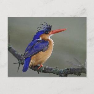 Postal Martín pescador malakita, Alcedo cristata, Lago