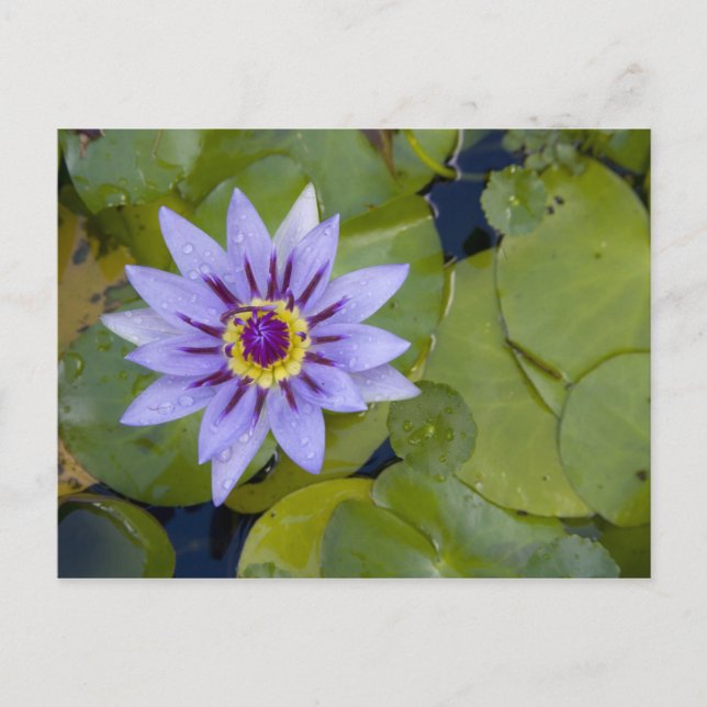 Postal Martinica, Antillas Francesas, Indias Occidentales (Anverso)