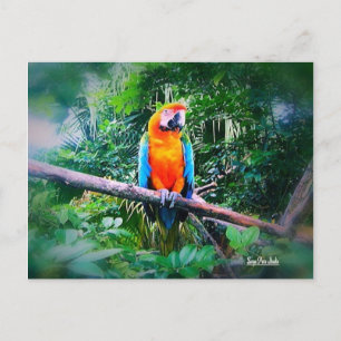Postal Martinica Macaw