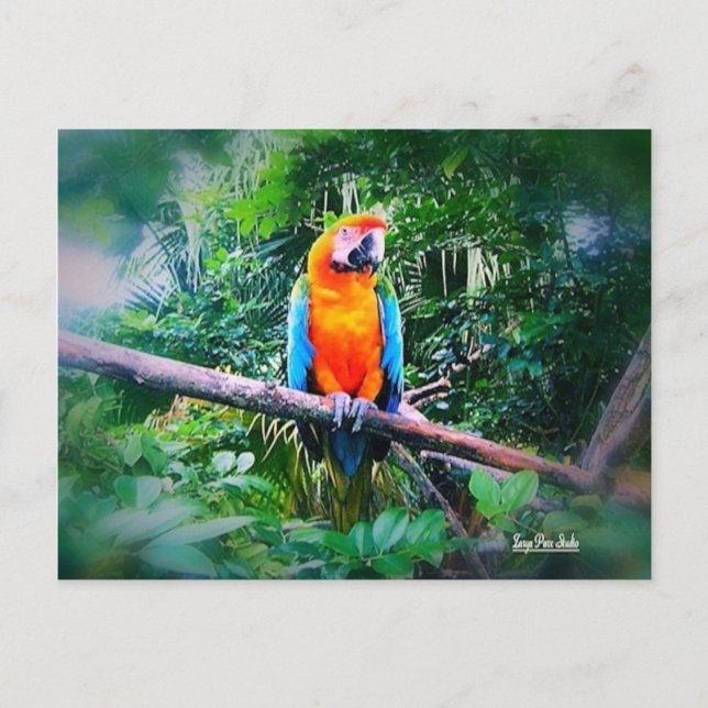 Postal Martinica Macaw (Anverso)