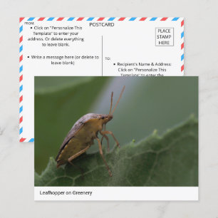 Postal Marvel de la Naturaleza: Leafhopper sobre la veget
